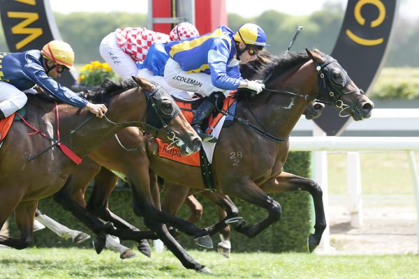 Karaka First Crop Sire - Verdi