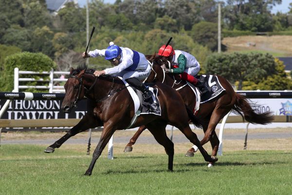 Brilliant Catalyst overcomes adversity in Mr Tiz