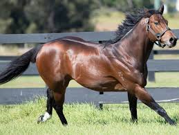 Aquis’ Real Bonus For Buyers And Breeders Extends To NZ Karaka Sale