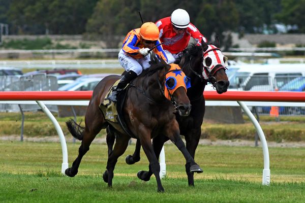 Enzo’s Lad just inches short of Trentham three-peat