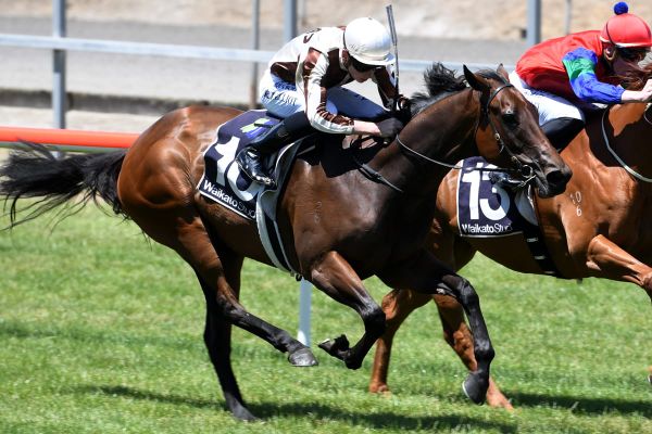 Unbeaten filly on trial for bigger things