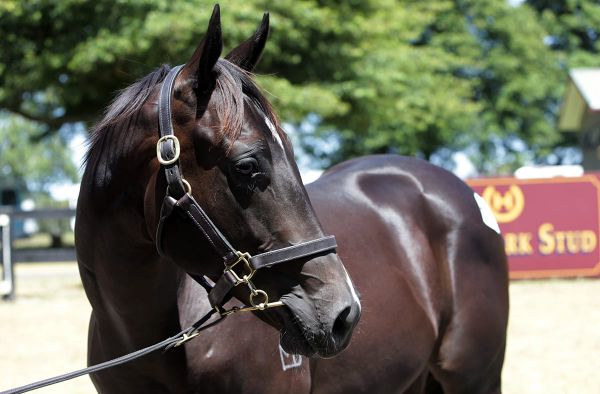 Mulcaster prefers Karaka yearlings