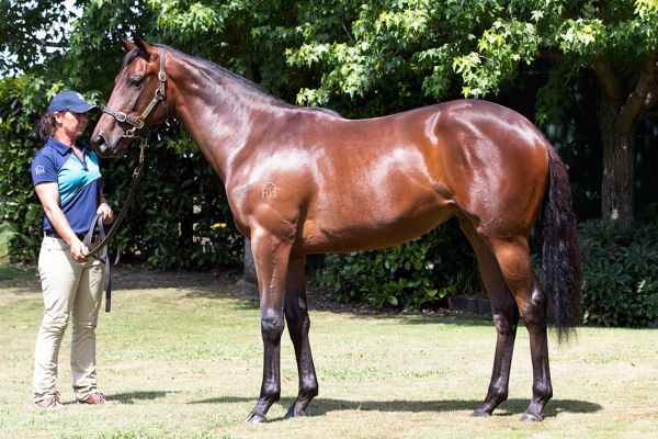 Vadamos the first of new wave at Rich Hill