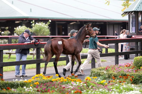 Entries Open for South Island and May Sale