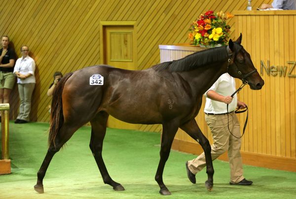 Bester secures stallion prospect for Coolmore