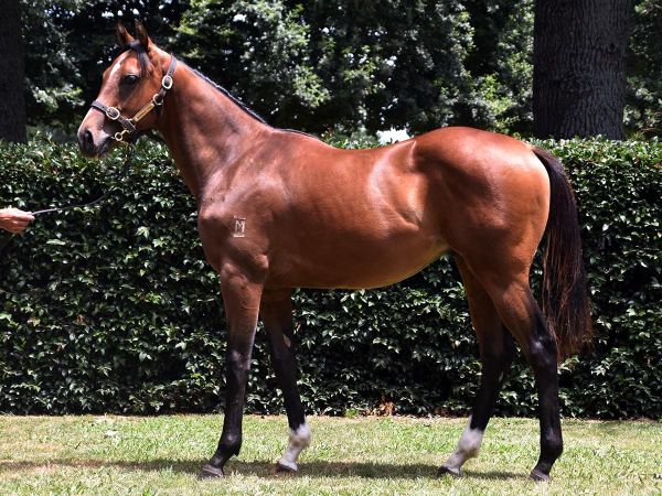 Mapperley Stud boxing well above its weight