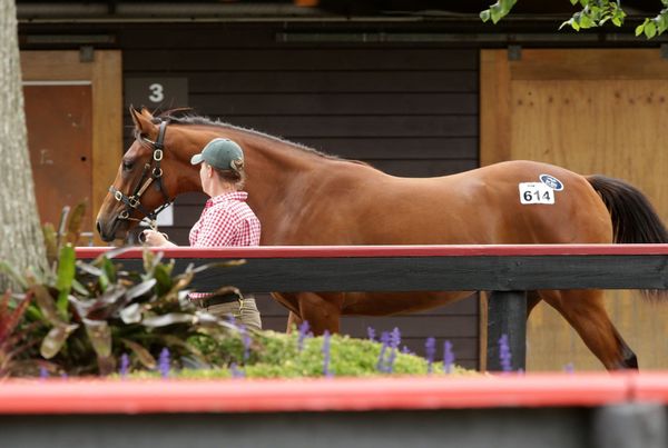 Trelawney Stud strong again on Karaka Day Three