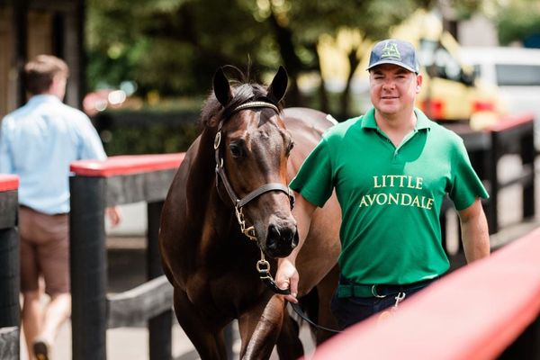Spotlight on New Zealand Sires During Book 2 Opening