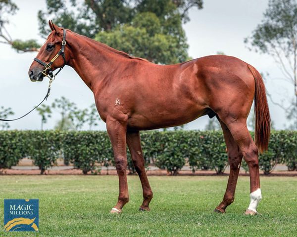 Strong start for rookie Kiwi sires on Gold Coast