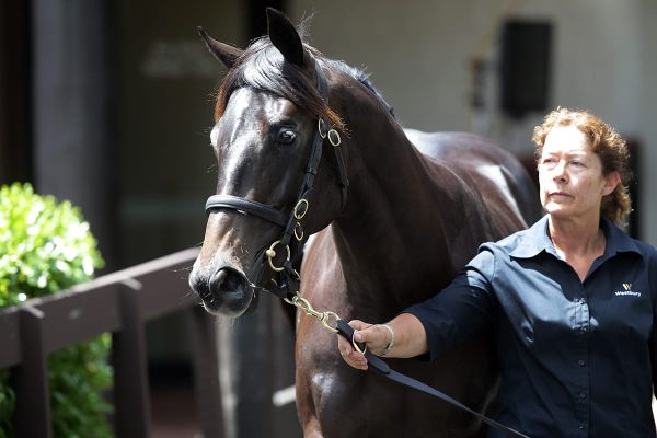 Redwood colt marked for Hong Kong