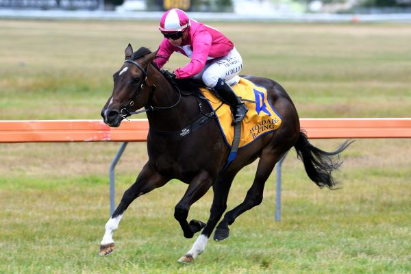 Midnight Magic casts a spell at Avondale