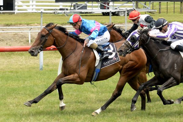 Not Ideal impresses at Tauranga