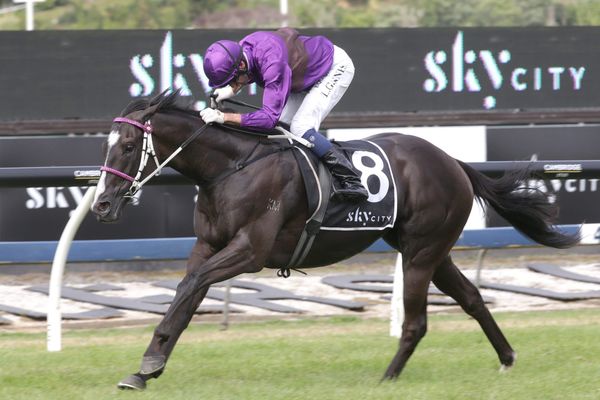Platinum result for Auckland breeders
