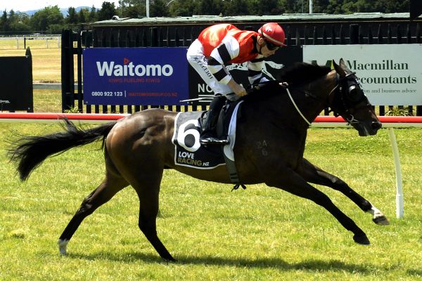 Reggiewood impressive at Rotorua