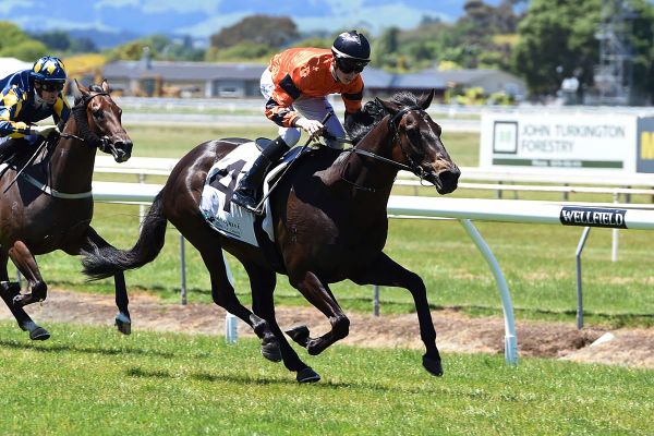 Thorndon Mile assignment for Rock On Wood