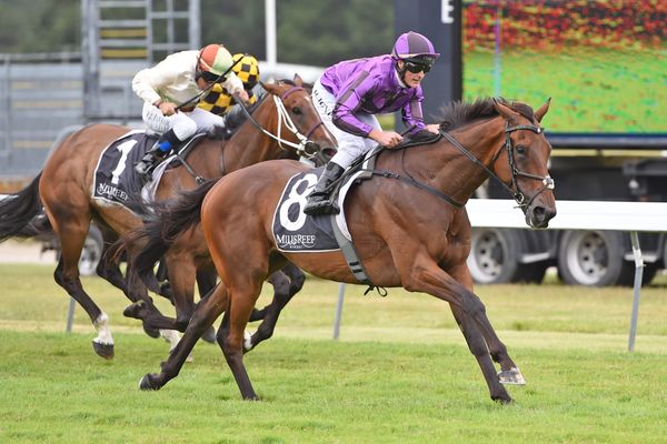 Veterans combine for another Wellington Cup tilt