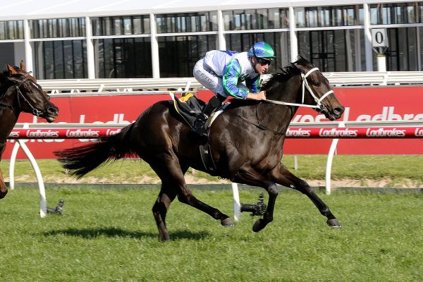 Young expects Acting to sprint well fresh