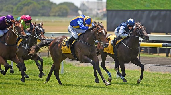 Baker Forsman filly takes Taranaki juvenile feature