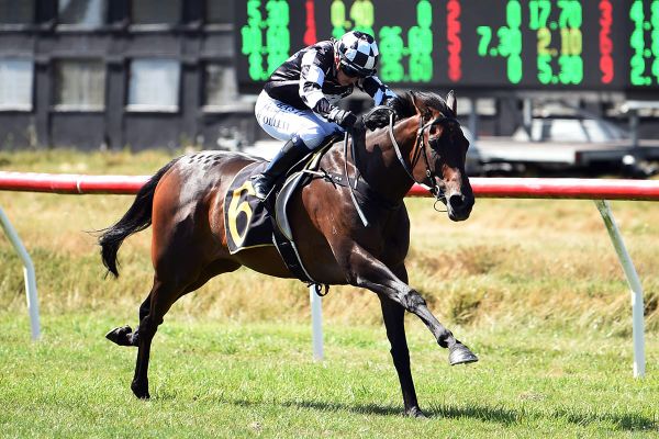 Well-bred Sinarahma lands Wairarapa Breeders'