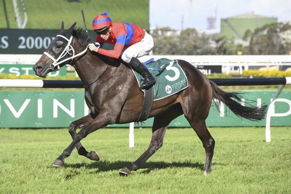 Verry Elleegant to relish Sydney wet