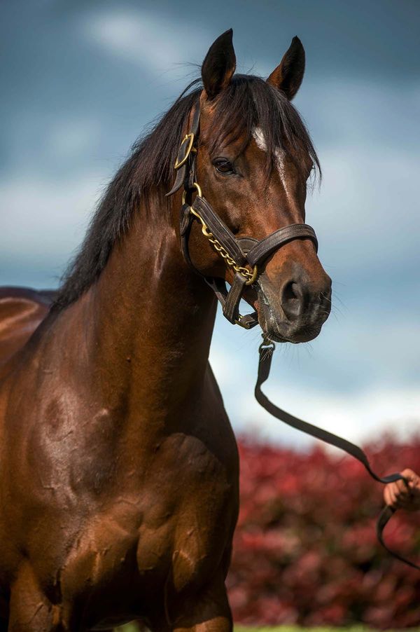 Windsor Park Stud mourn loss of proven sire
