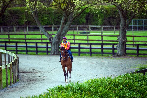 NZ trainers can continue to operate