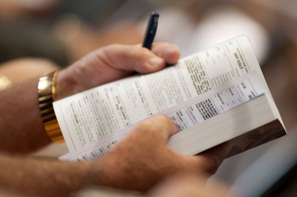 NZB’s 2020 South Island Sale Catalogue Now Online