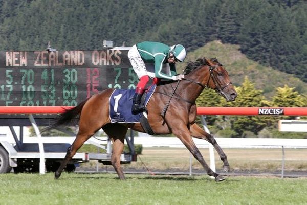 Australian raids off the table for Kiwi horses