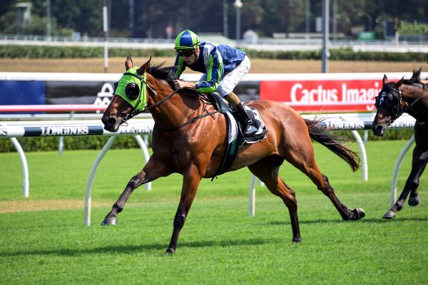Group One performer Luvaluva retired