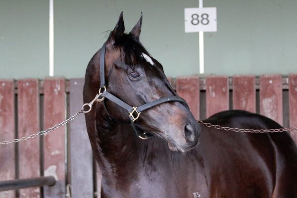 Ballymore set to bring the noise at Ellerslie