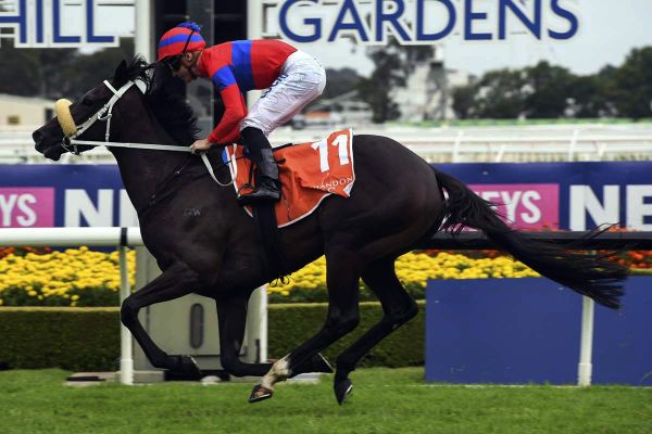 A day of contrasts for prominent Kiwi owners