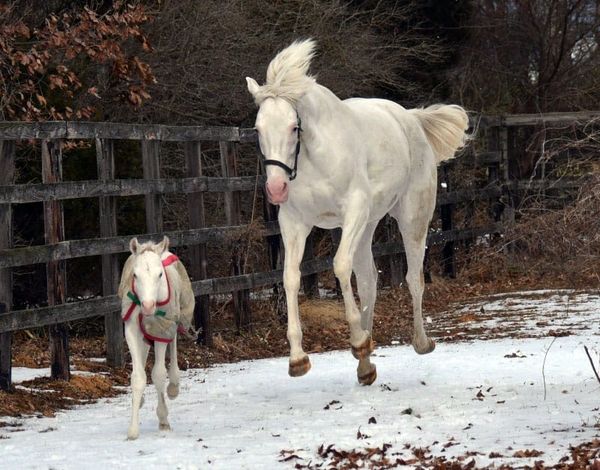 White legacy continues