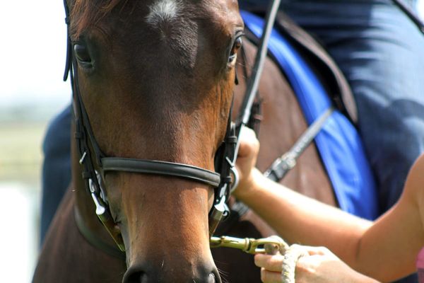 Hopes high for resumption of French racing