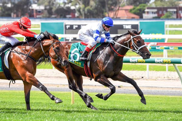 Karaka graduate impressive debut winner at Geelong