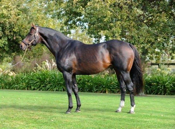 End of the Road for Wellfield sire
