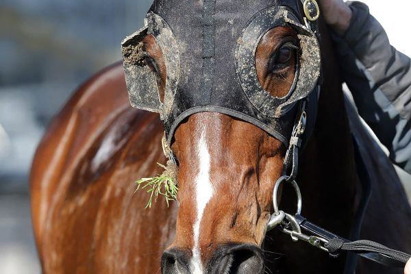 Windsor Park Stud charity tipping competition