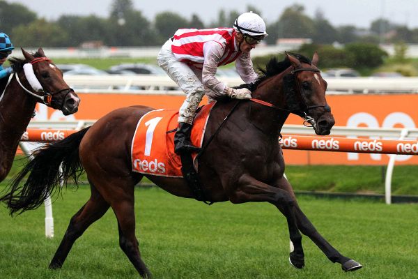 All Aged Stakes to suit Super Seth
