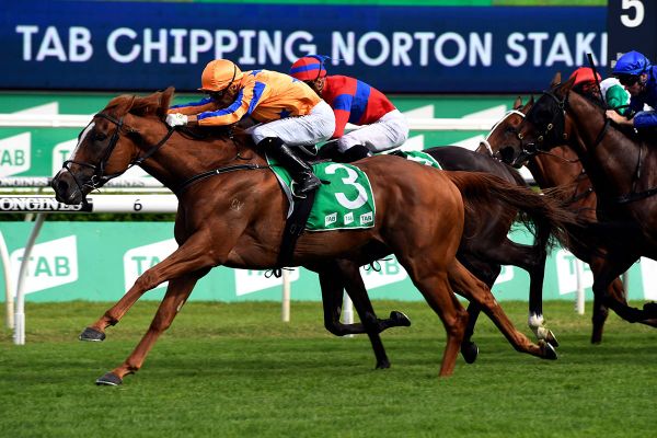 Eye surgery for Te Akau Shark