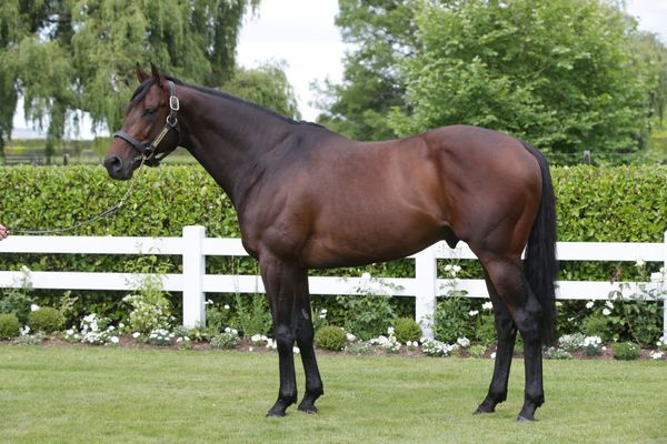 Cambridge Stud release fees