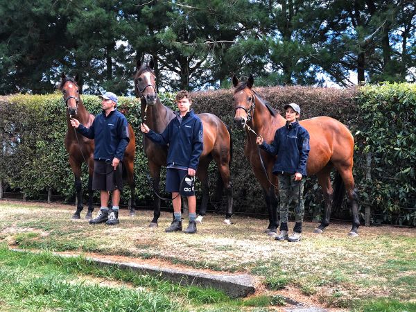 Well-related colt arrives at Te Akau