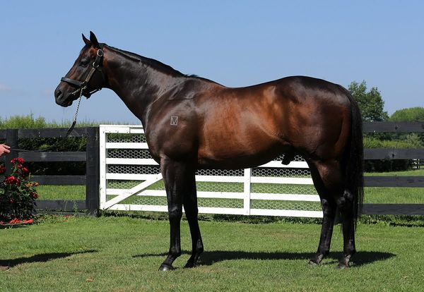 Service fees remain unchanged at The Oaks Stud