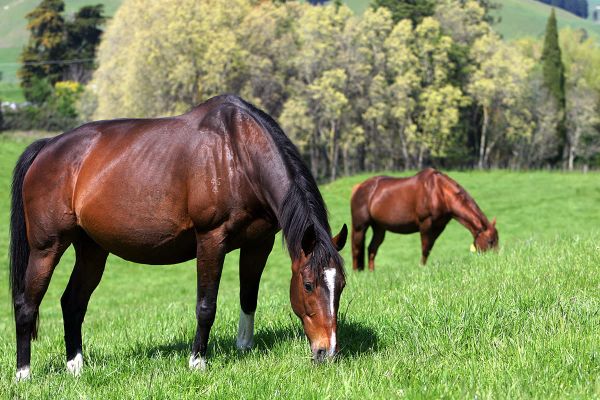 Imported mare confirmed positive for Theileria equi