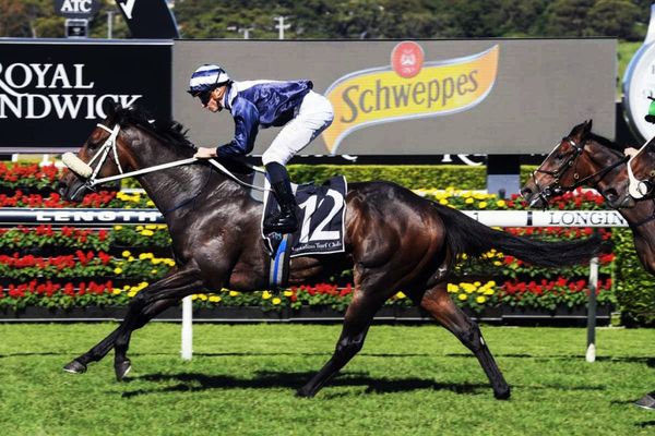 Boom horse Kinane to step out in Queensland