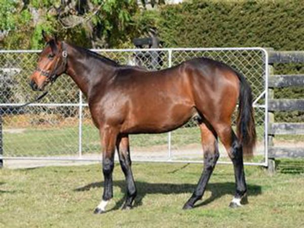 South Island Yearling Sale Live on Gavelhouse Plus