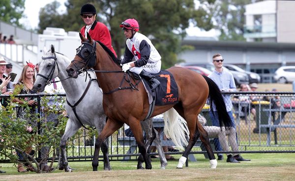 Rondinella transferred to leading Sydney trainer