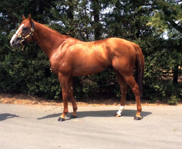 Son of Snitzel takes up Hawke’s Bay stud duties