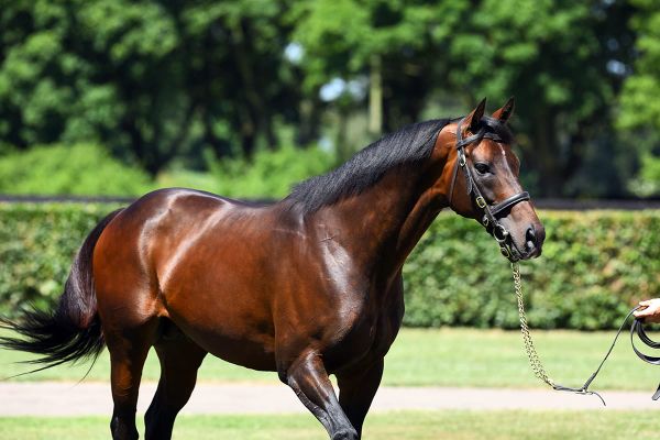 LA lowers stud fees in response to Covid-19