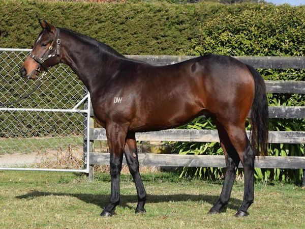 Quality Stock Secured at Digital South Island Sale