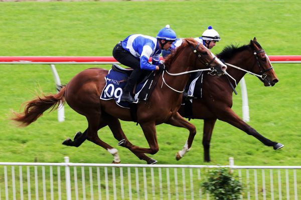 Mighty performance from Kiwi newcomer in Korea