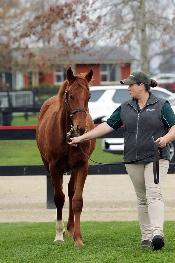 Proisir colt tops National Weanling Sale